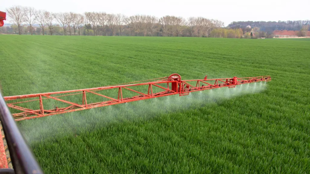 Zabieg przed kwitnieniem rzepaku